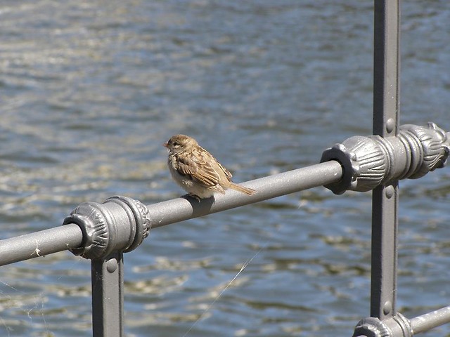 Poor Little Bird..