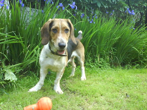 do oddania sunia beagle/basset