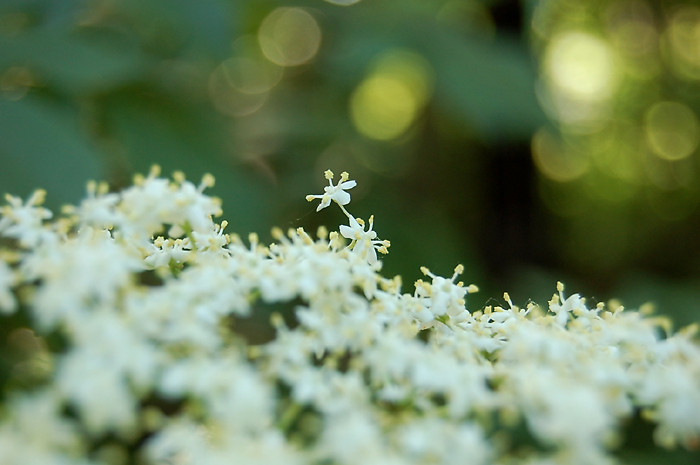 White flower.