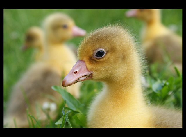 the goose.