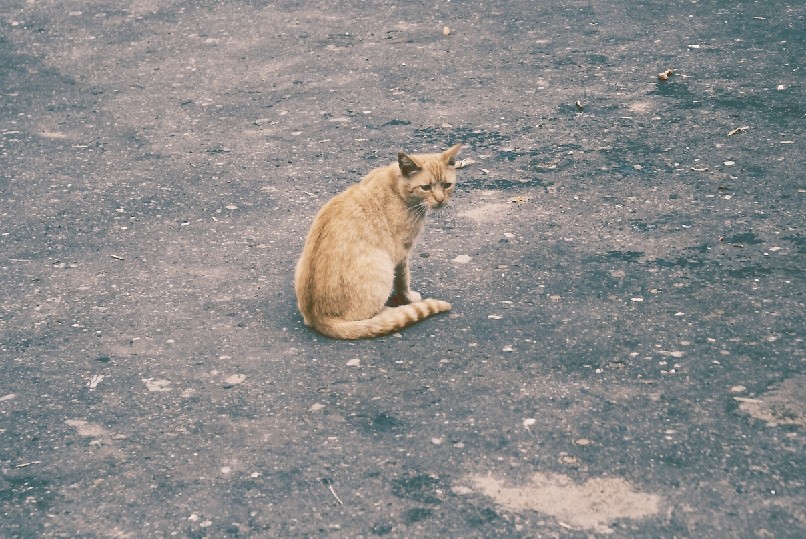 pan kot