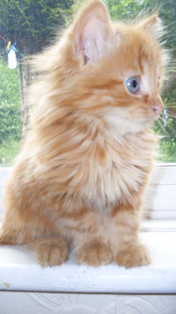 tofik;)