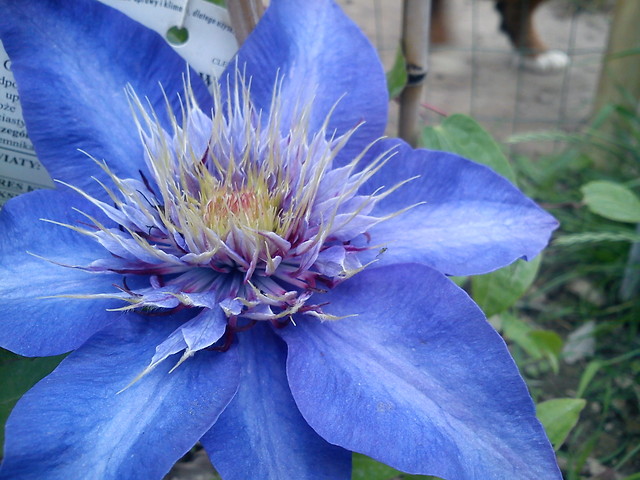 ach ten clematis xD