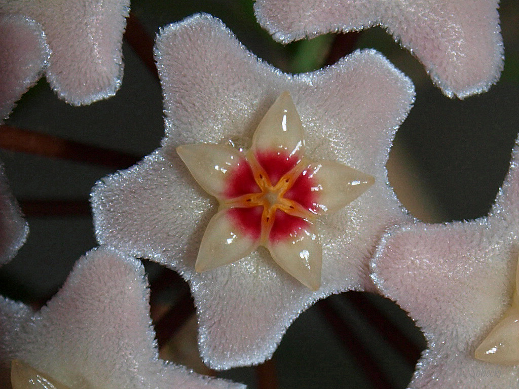 Macro