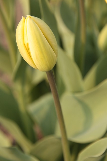 tuulip ; ]