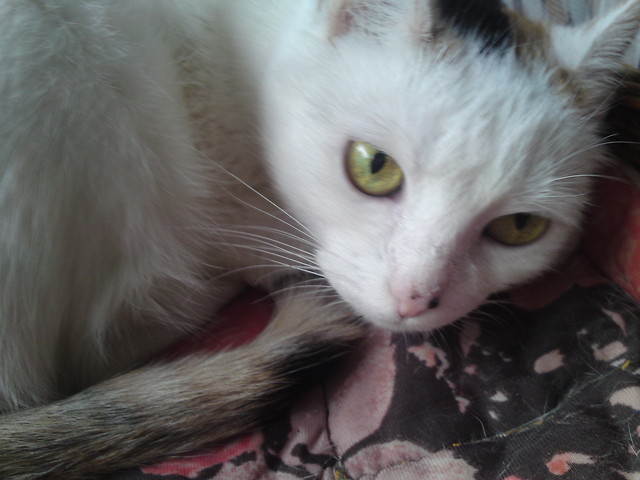 Kicia.