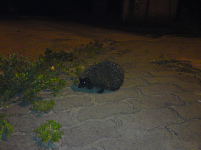 Jeyk pierwszy w sezonie  :D