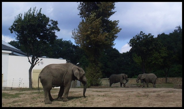 elephant`s!