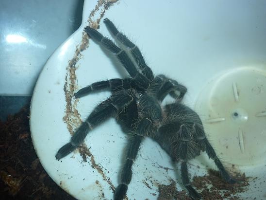 parahybana