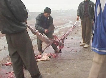 Stop Killing Dogs.!