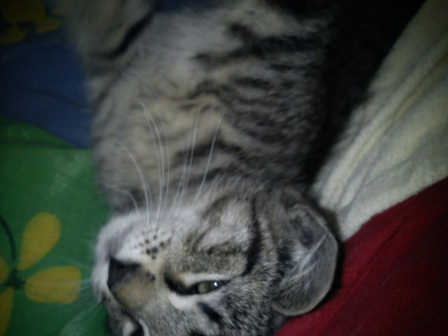 JASPER :D:D