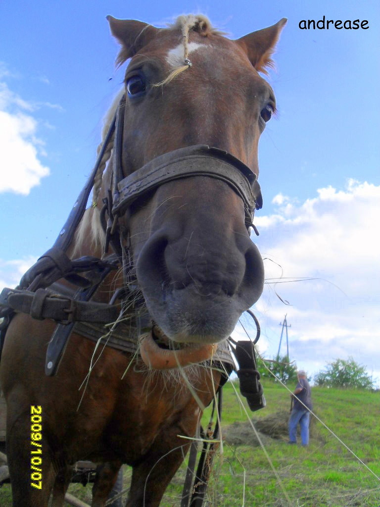 Kasztanka:)