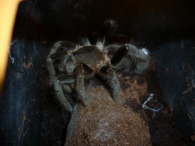 H. gigas