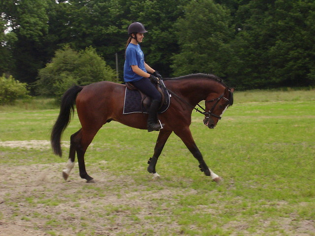 Szafir M 