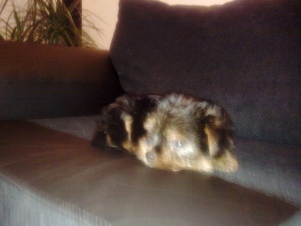 Moj Kuaczek ;d