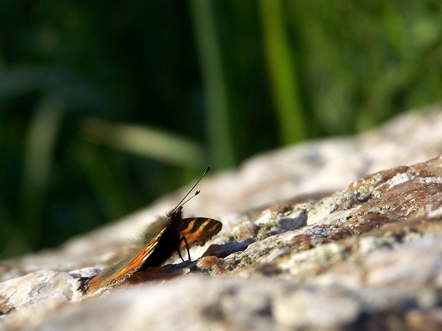 Aglais urticae