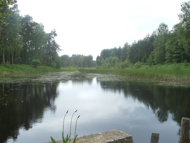 Staw