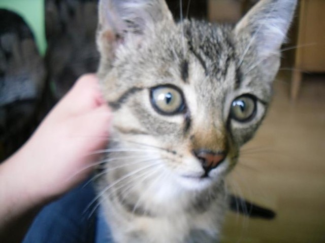 Kubu :** 