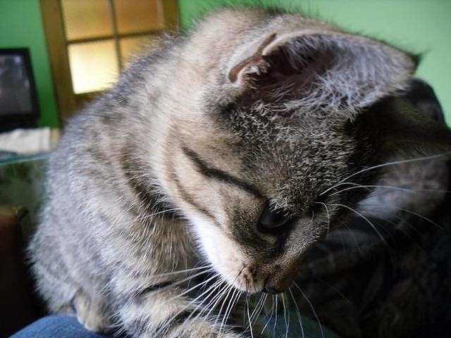 Kubu :**
