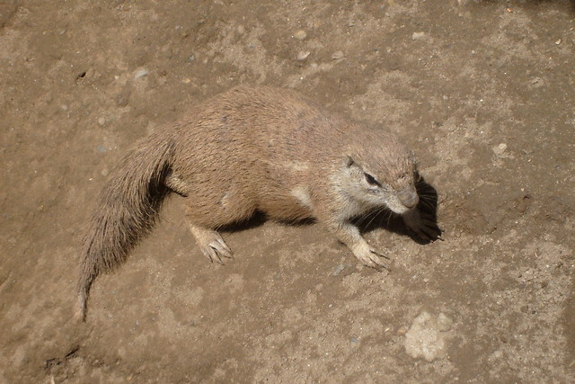 wielebna wiewiraa.
