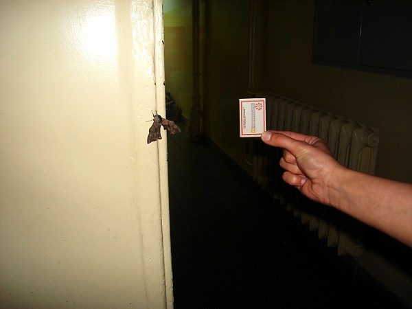 16.