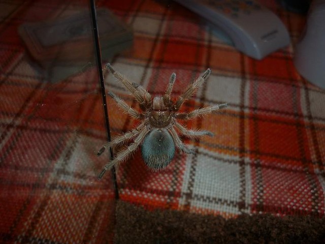 G.rosea