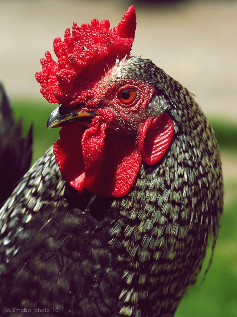 Kogucik ;)
