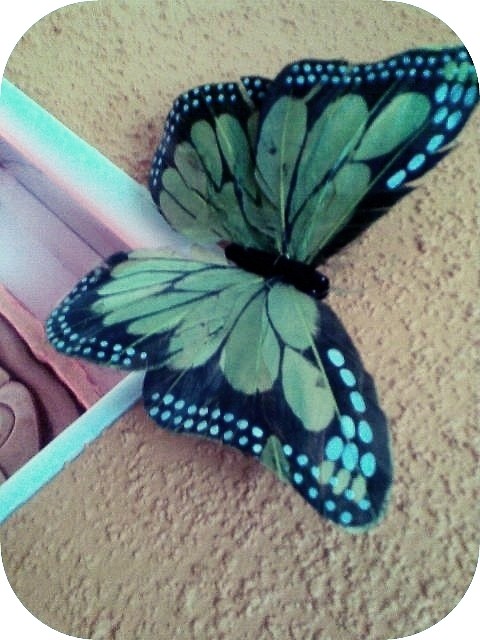Motylekk . < 3