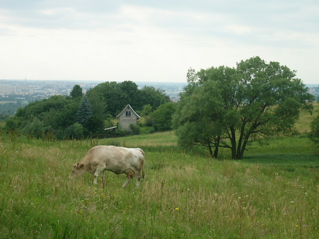 matyswkowe.