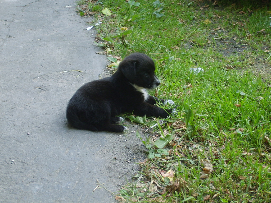 pepi ;*