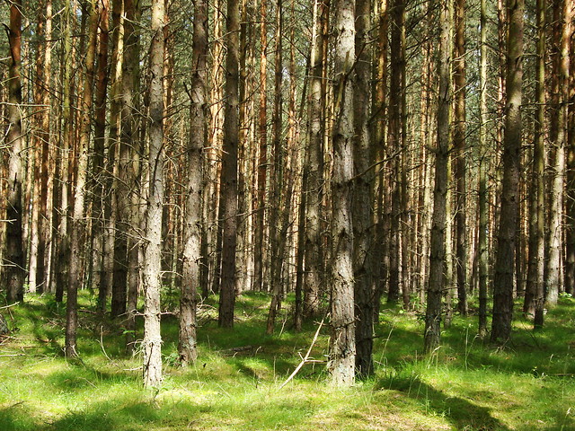 Niestpowo 2010.