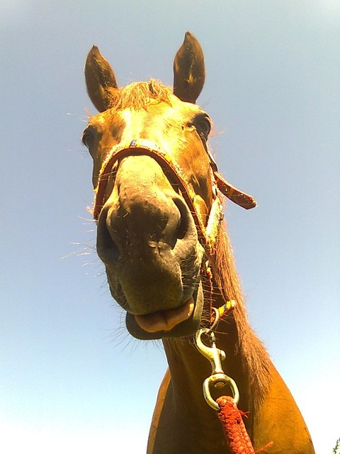 Zoty Skarb ;*