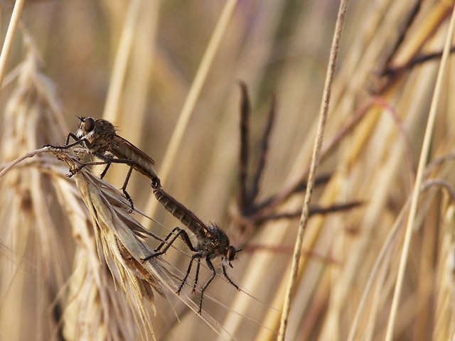 Asilus crabroniformis