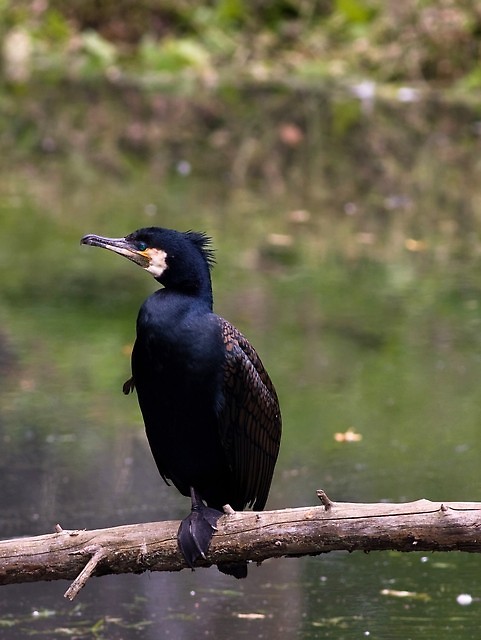 Kormoran