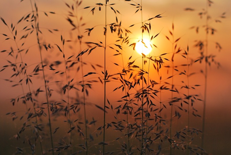 Rising sun.
