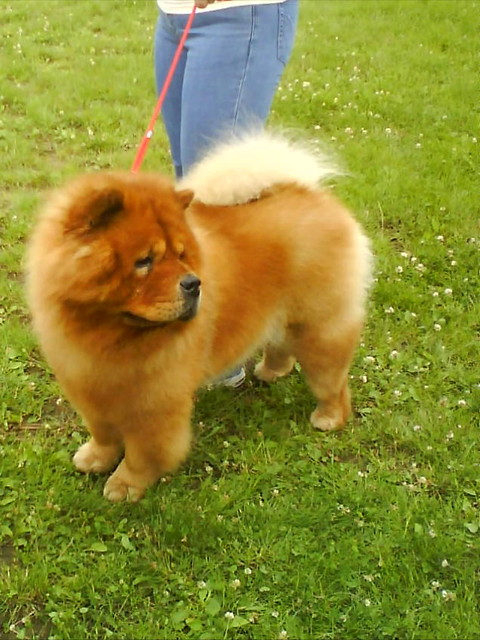 Chow chow !  Heh xD