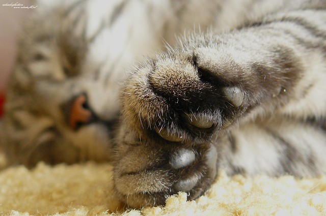 kitket