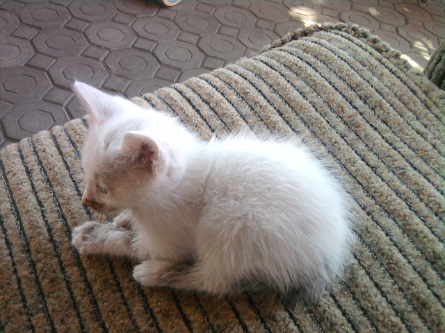 KoTeK... :***