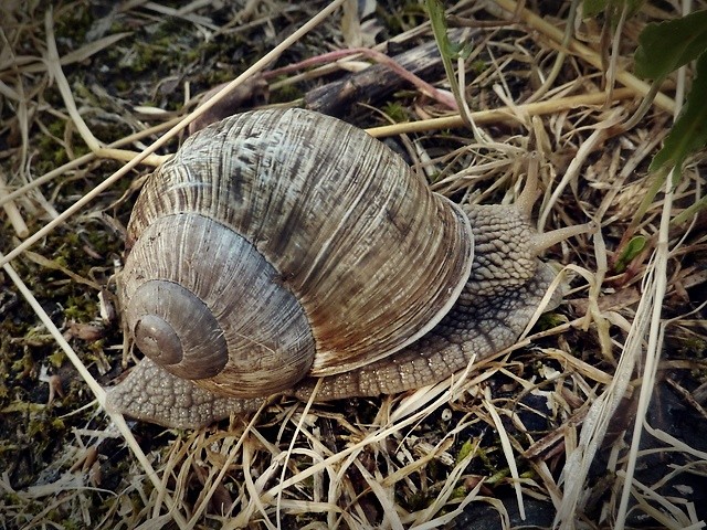 slimaczek ;P