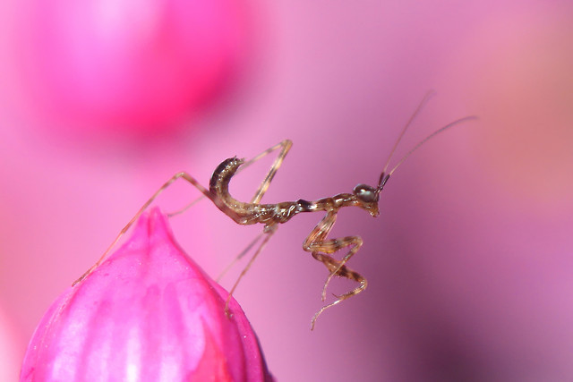 Miomantis paykullii, l1
