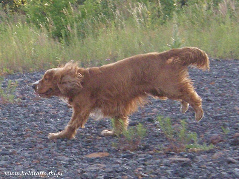 Cocker spaniel angielski