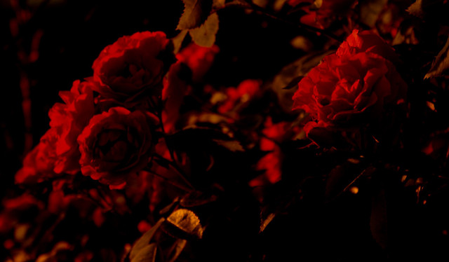 Roses