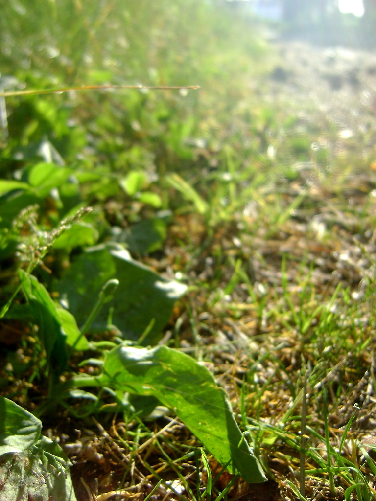 nature .