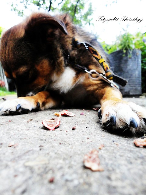 Bocz. 