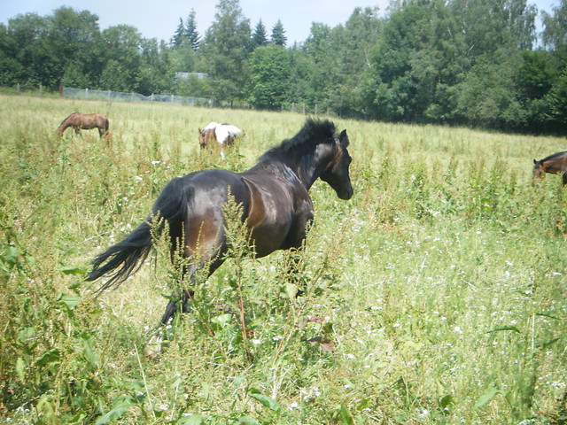 galopp