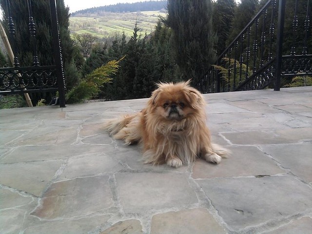 Dudu:***