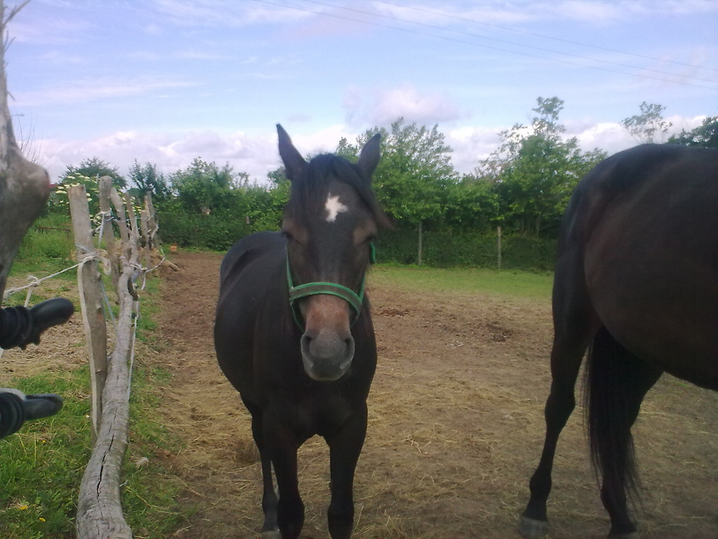 Lilucha 