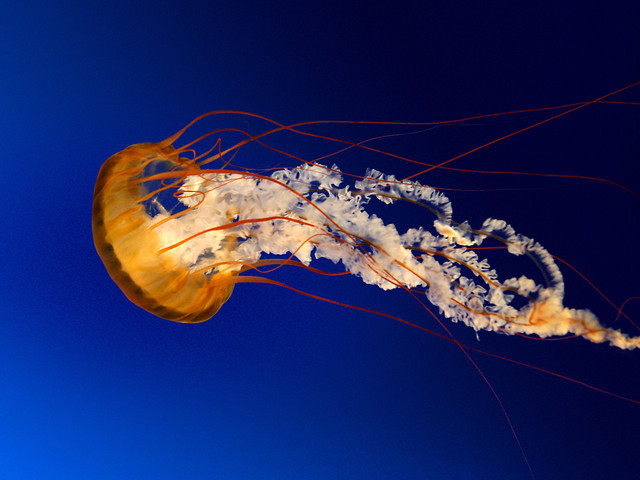 It's my JellyFish