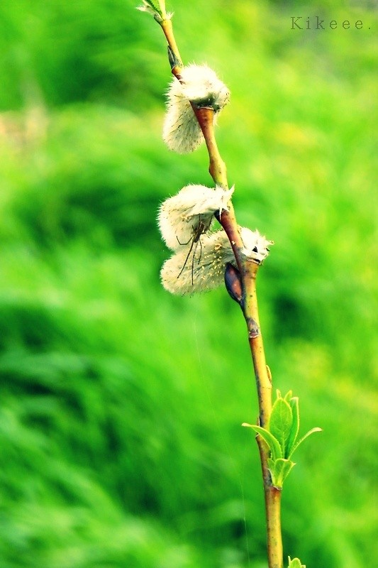 nature