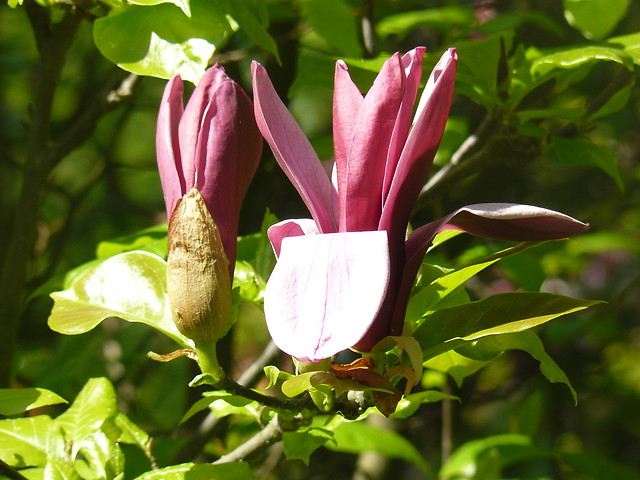 dwo flowers